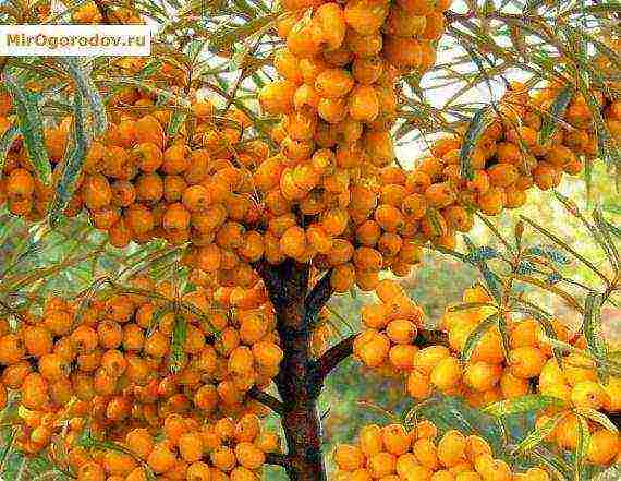 sea ​​buckthorn varieties are the best