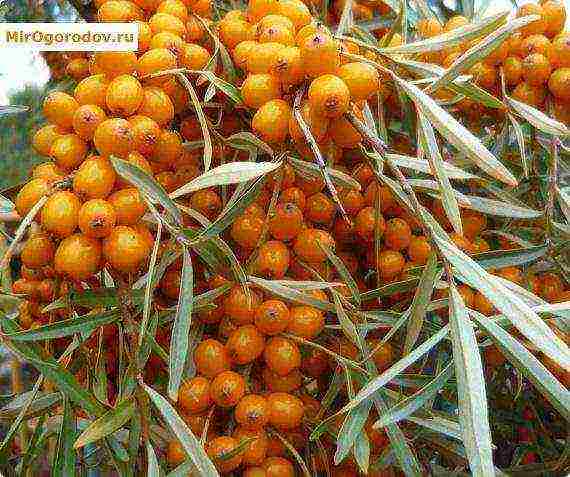 ang mga iba't ibang sea buckthorn ay ang pinakamahusay