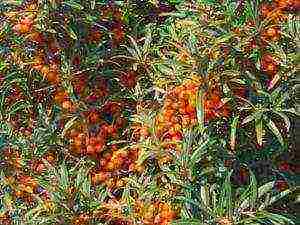 sea ​​buckthorn varieties are the best