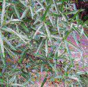 ang mga iba't ibang sea buckthorn ay ang pinakamahusay