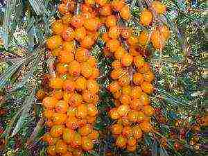 ang mga iba't ibang sea buckthorn ay ang pinakamahusay