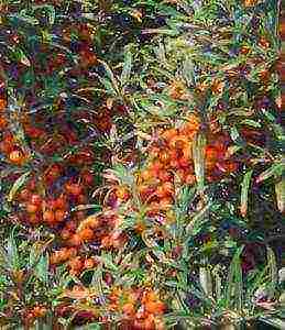 sea ​​buckthorn varieties are the best