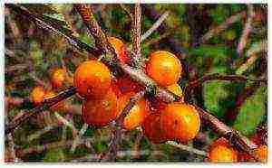 ang mga iba't ibang sea buckthorn ay ang pinakamahusay