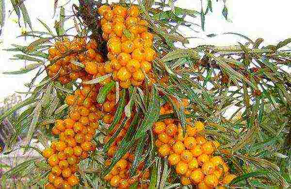 ang mga iba't ibang sea buckthorn ay ang pinakamahusay