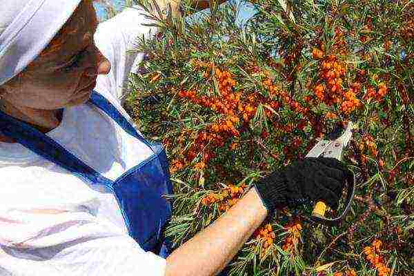 Mayroong maraming mga paraan upang mag-ani ng sea buckthorn sa pamamagitan ng kamay