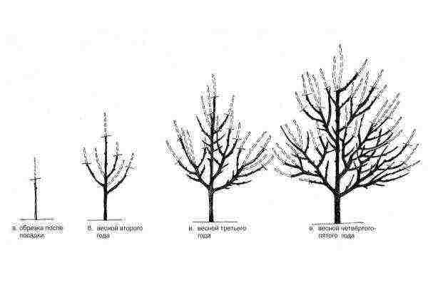Scheme of pruning apricot, depending on the year of life of the tree
