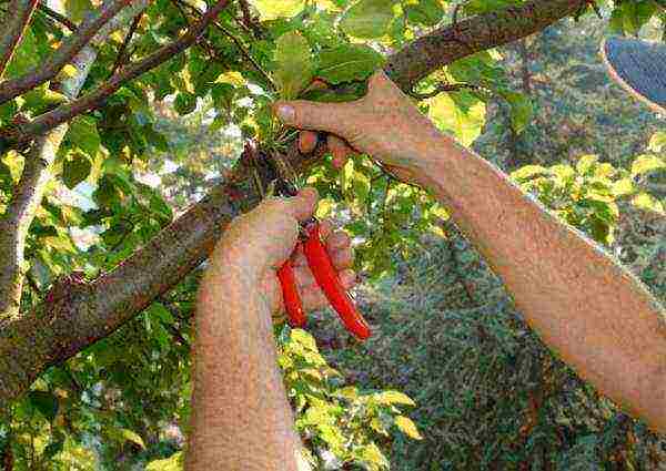 Summer pruning is best done for trees that are 3 years old and older.