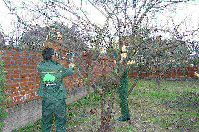 Pruning wood with pruning shears