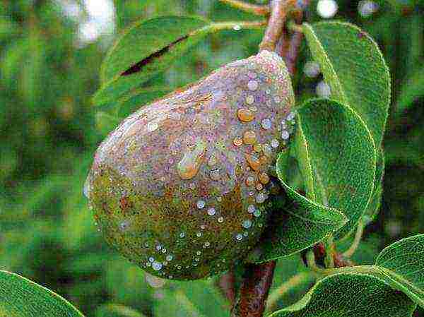 The fungus can get on the pear through insects, hail, rain and wind.