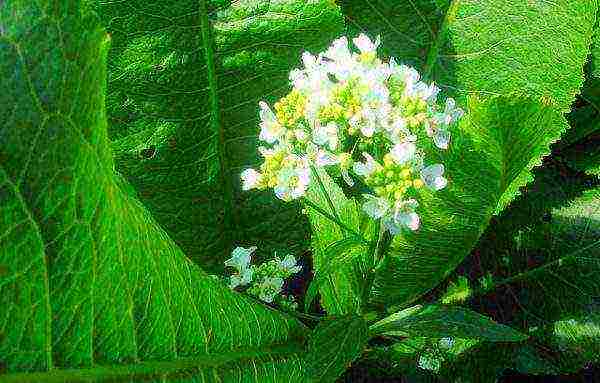 Horseradish plant flower