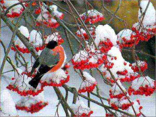 Description of common mountain ash