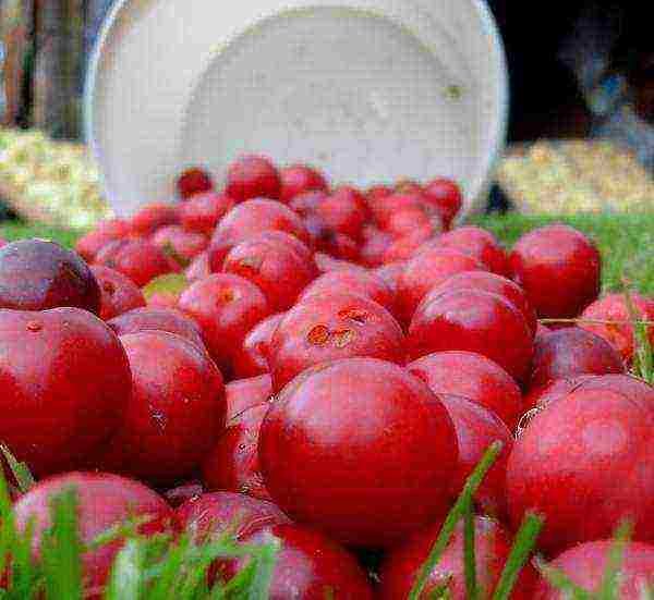 Description of the variety of plum red Ural
