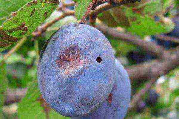 Description of the variety Egg blue plum