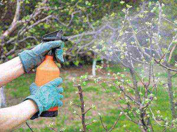 Be sure to treat the tree as a prophylaxis with Bordeaux liquid and copper sulfate