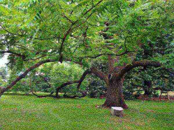 Black walnut is a spreading tree, 40-50 m high