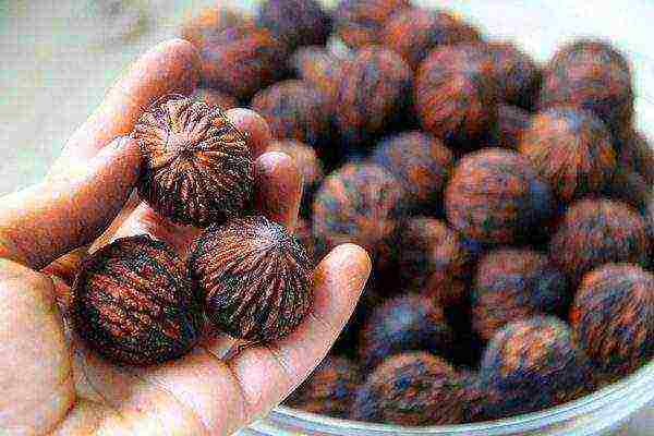 Black walnut fruit