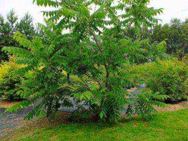 Characteristics of the Manchurian walnut