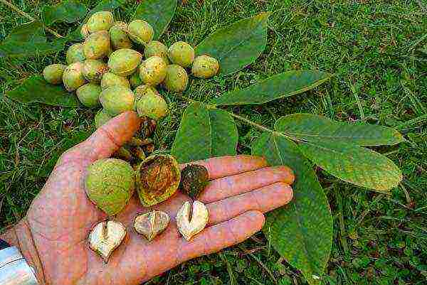 Manchurian walnut in hand. Fruit sizes