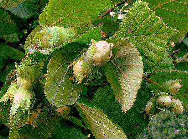 Tying hazel fruits on branches