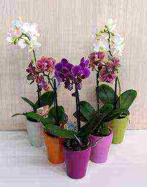 orchids in which pots to grow orchids at home