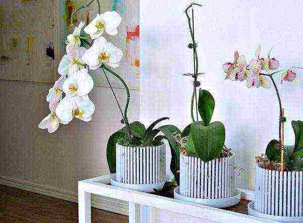 mga orchid kung saan ang mga kaldero ay tumutubo ng mga orchid sa bahay