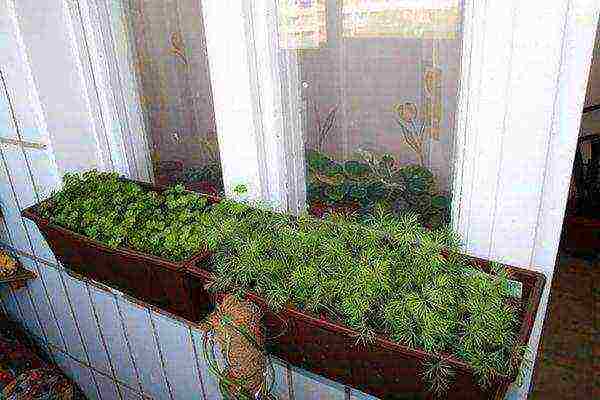 When grown on a balcony, high temperatures can lead to yellowing of the dill.