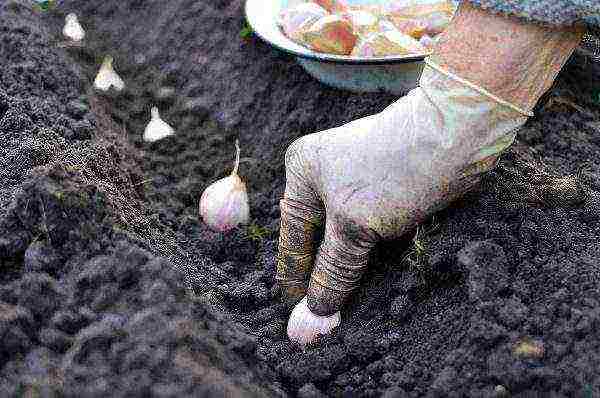 Planting depth of garlic should be at least 5 cm