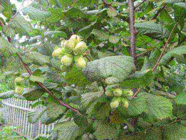 Green hazelnuts on the tree