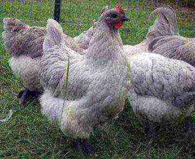Orpington white chickens eat