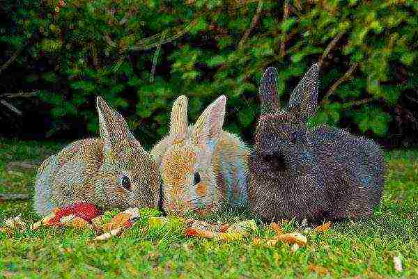 Summer feeding rabbits on the lawn