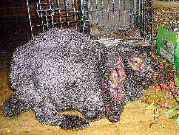 The neglected form of myxomatosis