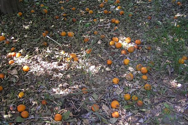 In the natural environment, fallen leaves and fruits make up for the lack of nutrients