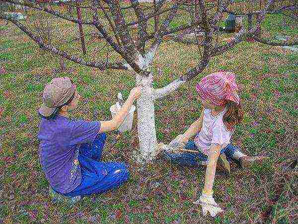 For autumn fertilization of apricot, the method of whitewashing the trunk can be used.