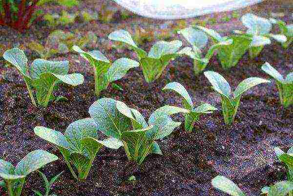 Seedlings are planted in the ground using the transshipment method