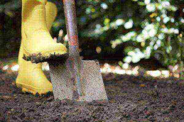 Ako je tlo glinasto, vrt je potrebno iskopati u jesen.
