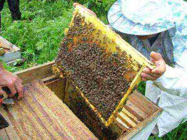إطار مع النحل