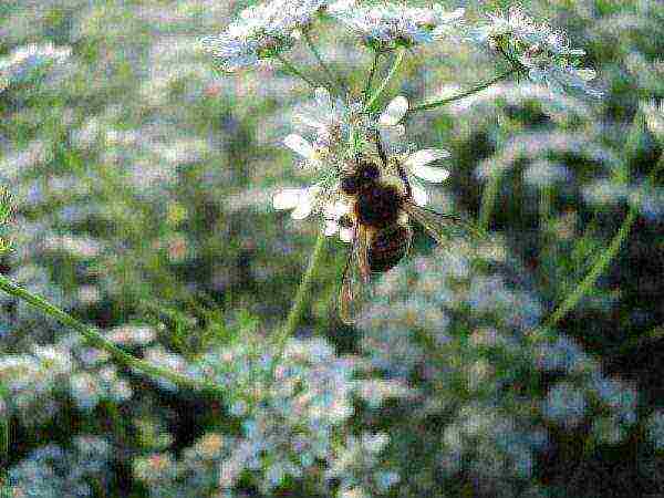 A bee on a coriander flower