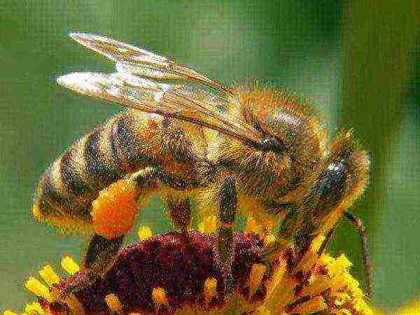 Pčela skuplja pelud