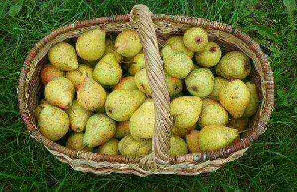 Harvested Lada pears, ready to eat and store