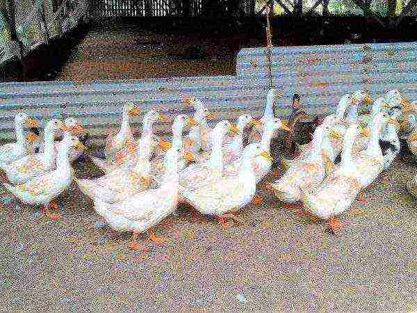 Peking ducks on the run