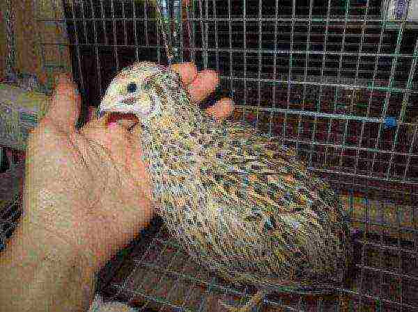 Male quail