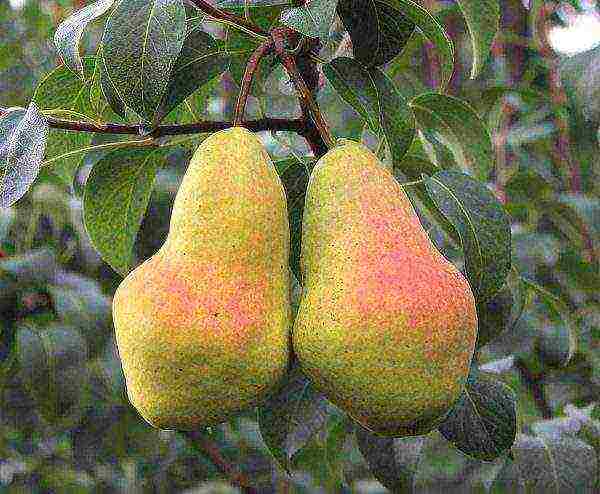 Autumn pear variety Perun