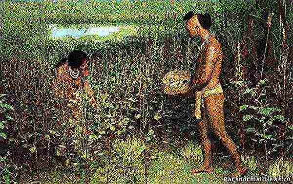 the first crops that people learned to grow