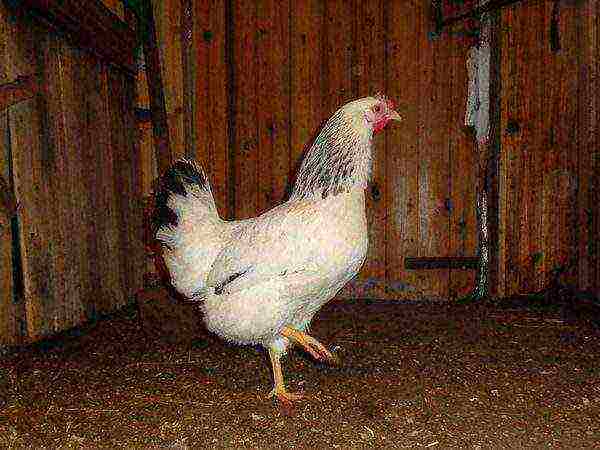 rooster of the Adler breed