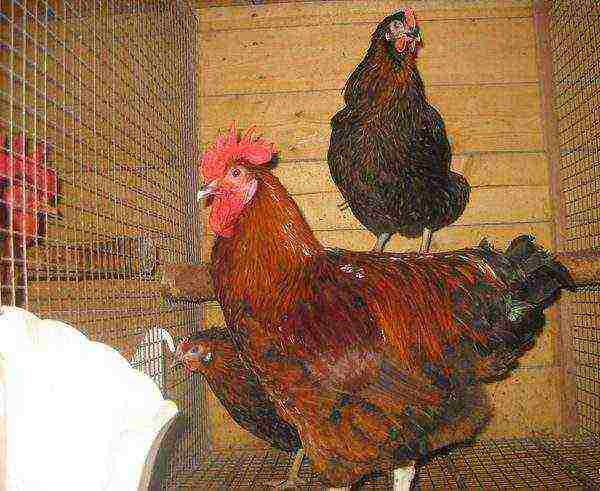 rooster of this breed