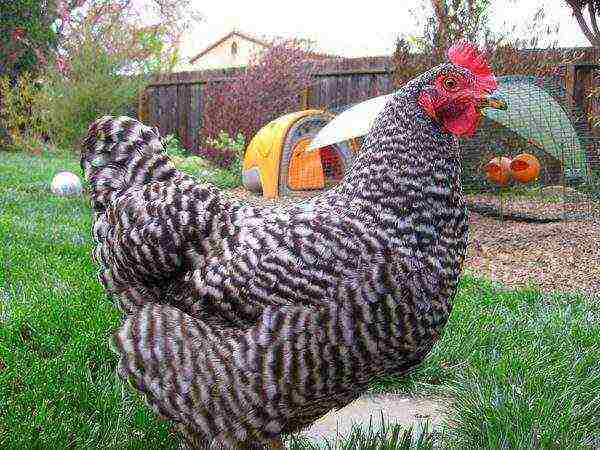 rooster of this breed