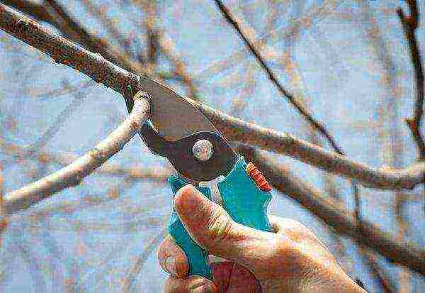 The second feeding of the pear is performed after pruning.