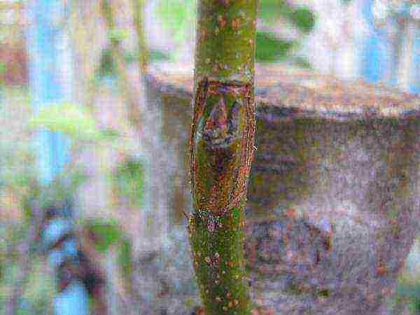 Budding is grafting by a vegetative organ - the kidney. It is cut from a one-year run with a layer of bark and a small patch of wood