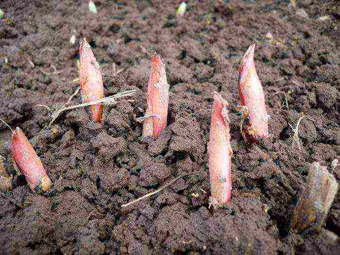 peonies planting and care in the open field in spring planting dates