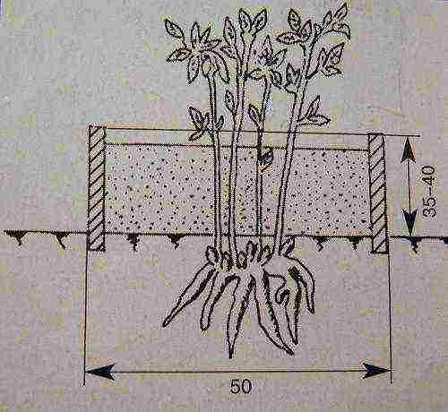 peonies planting and care in the open field in spring planting dates